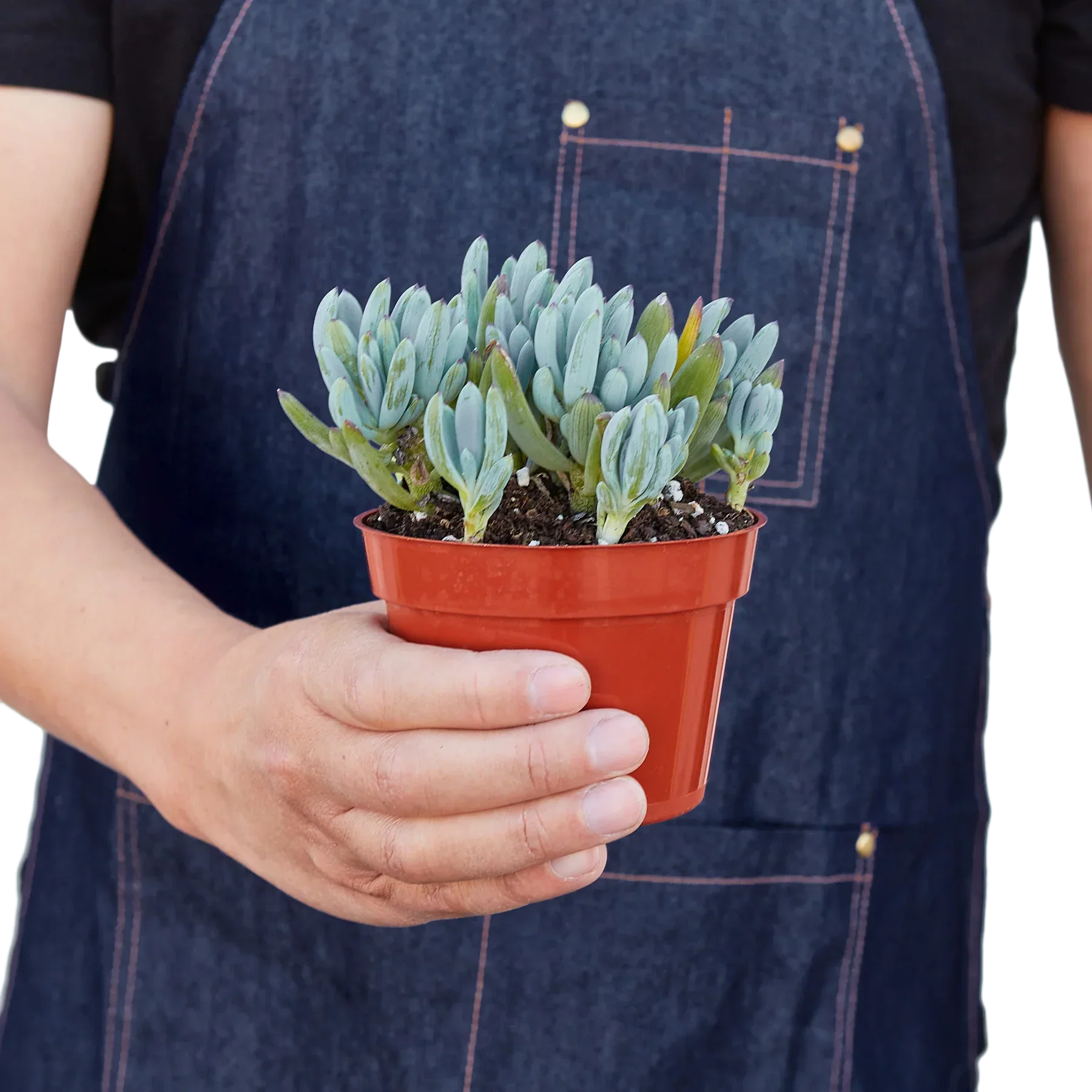 Blue Chalk Stick
