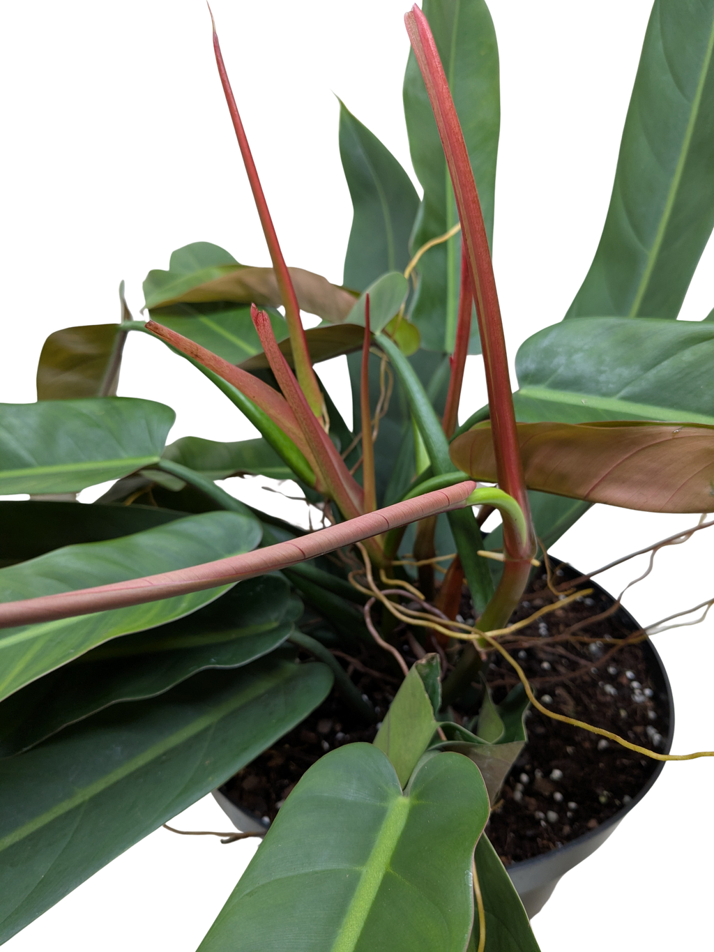 Philodendron Bicolor | Rare Climbing Plant with Velvety Two-Tone Leaves | House Plant Shop