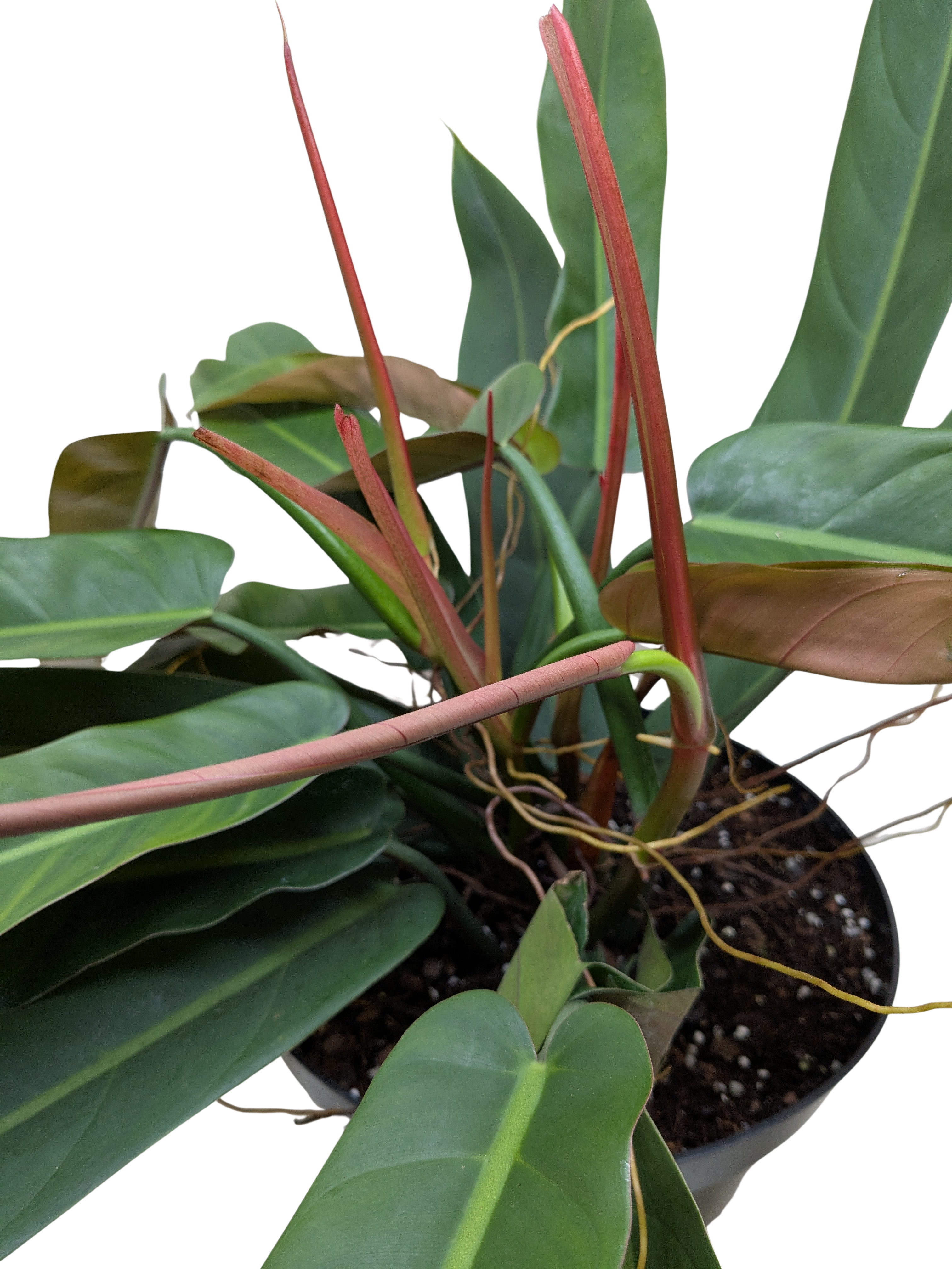Philodendron Bicolor | Rare Climbing Plant with Velvety Two-Tone Leaves | House Plant Shop