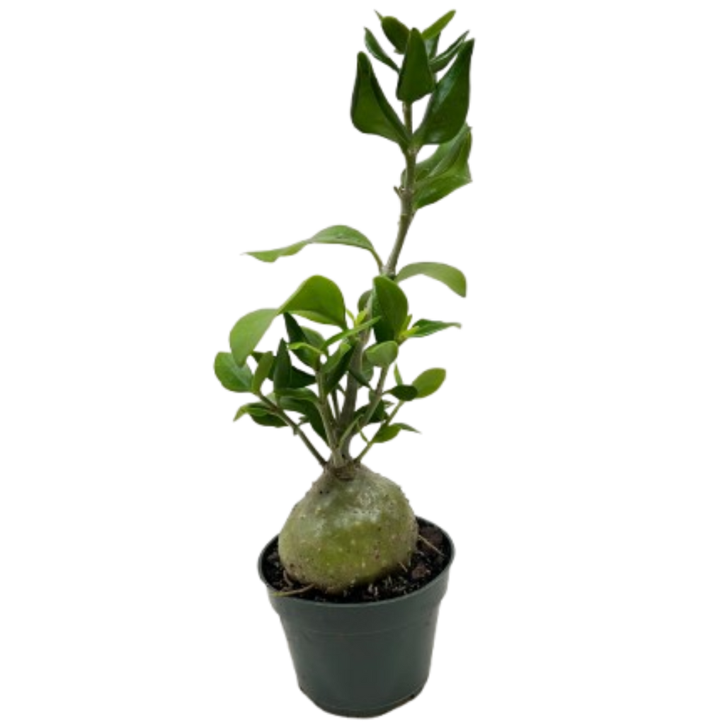 Ant Plant