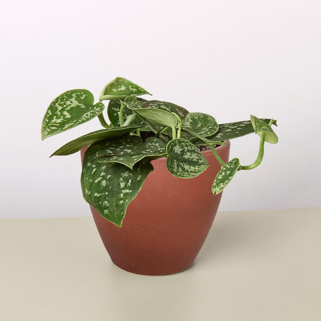 Pothos 'Satin'