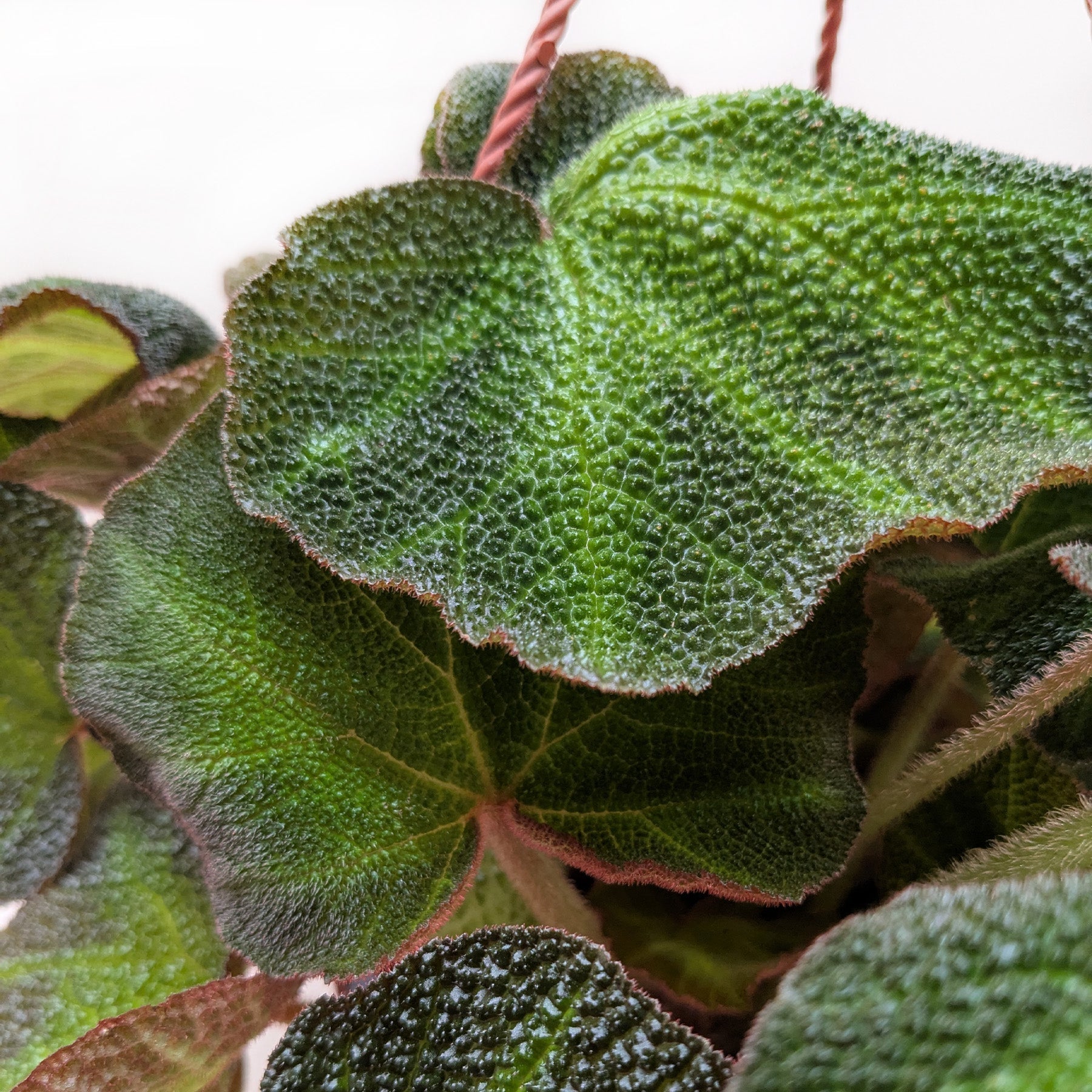 Begonia 'Soli Mutata'
