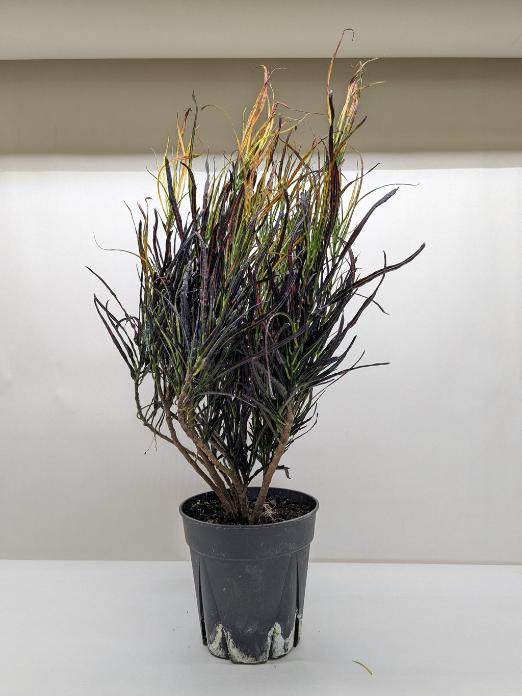 Croton 'Picasso'