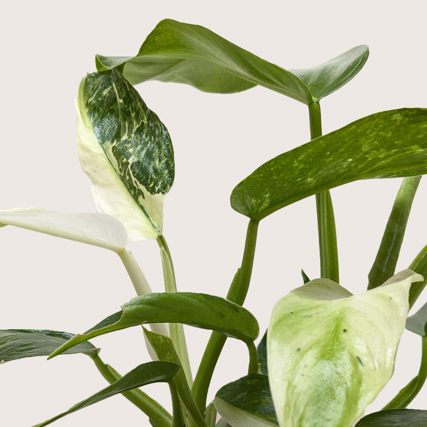 Philodendron Jose Bueno