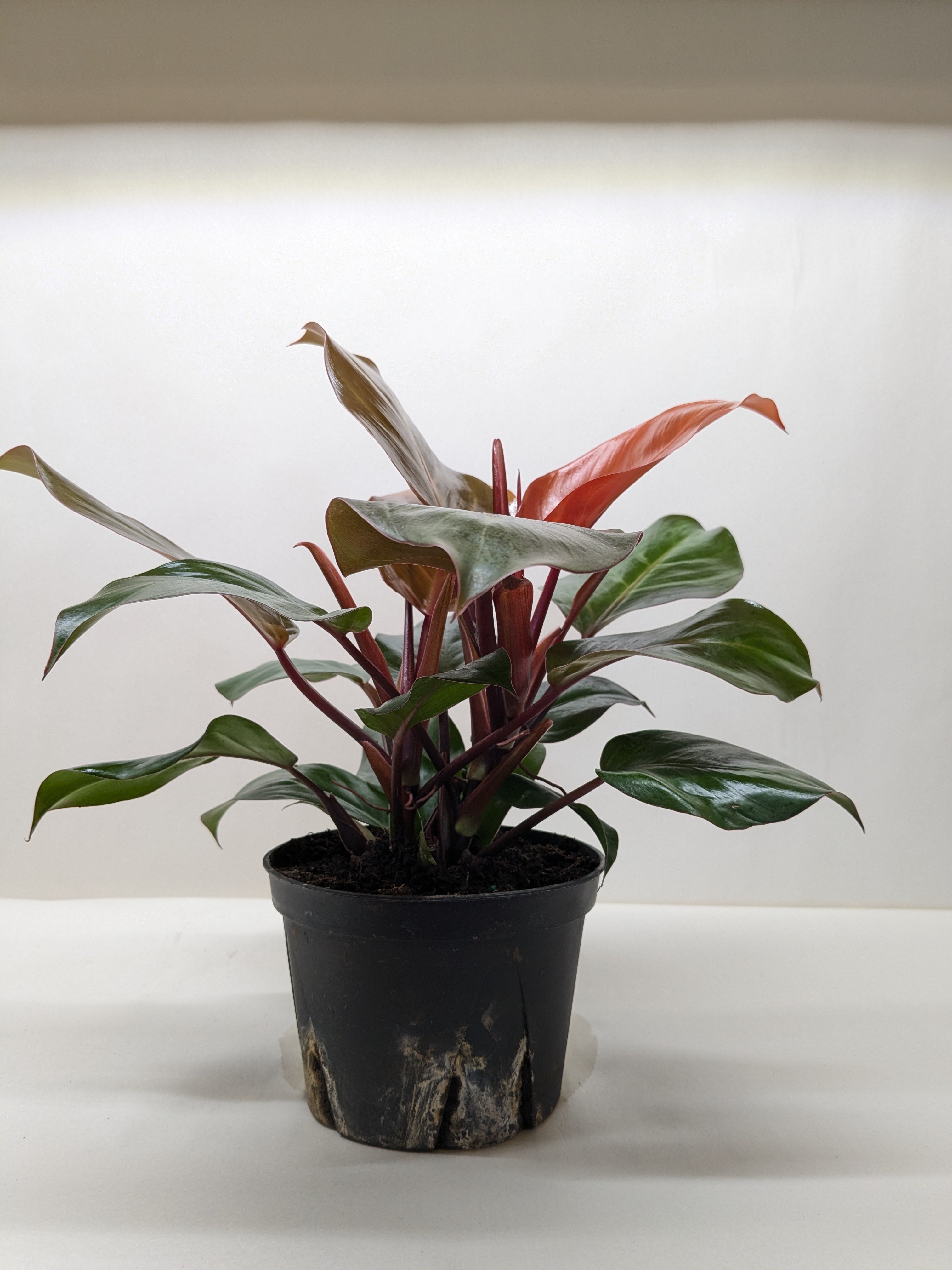Philodendron 'Sun Red'