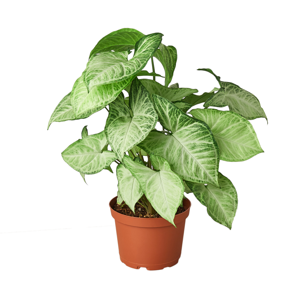 Syngonium White Butterfly