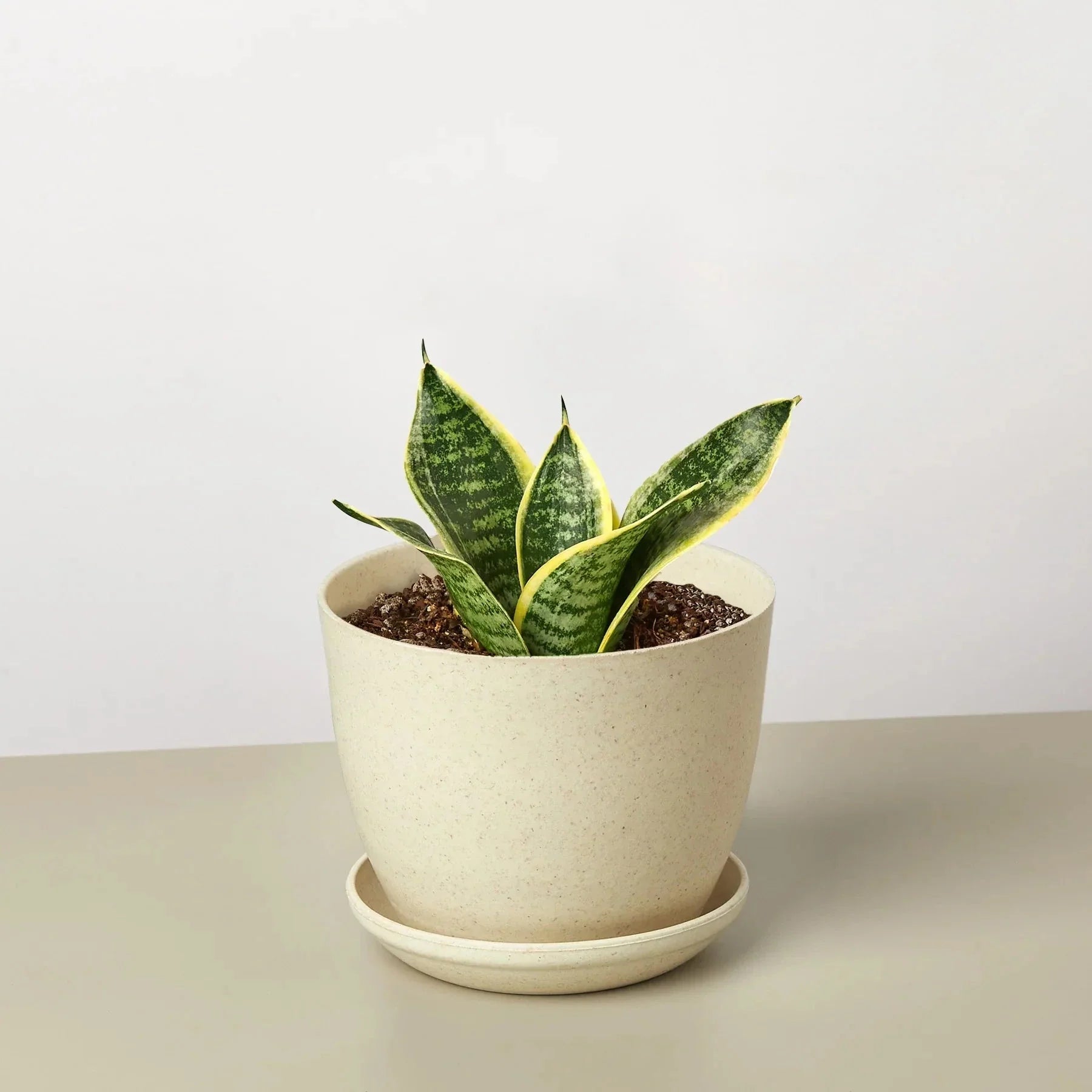 Snake Plant Laurentii Dwarf