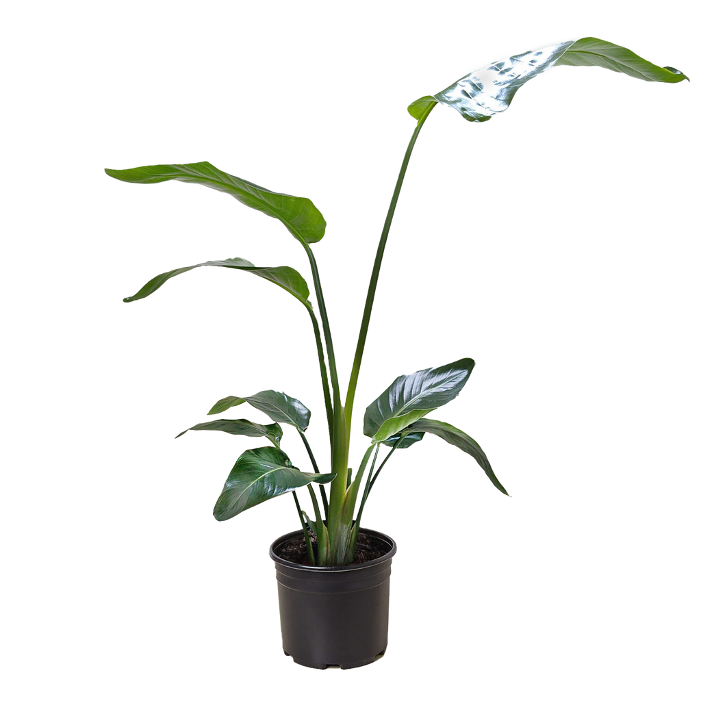 White Bird of Paradise 'Strelitzia Nicolai'