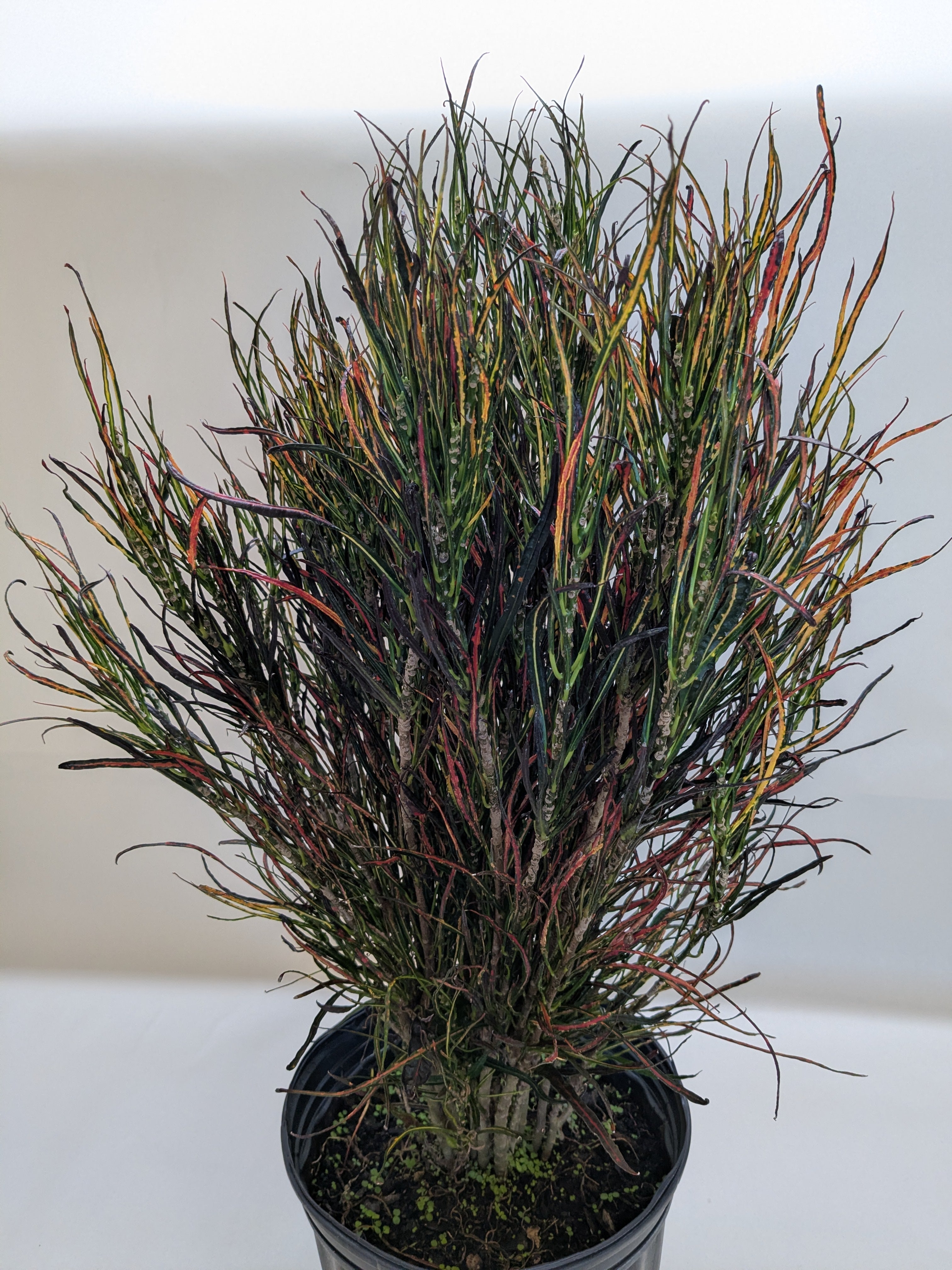 Croton 'Picasso'