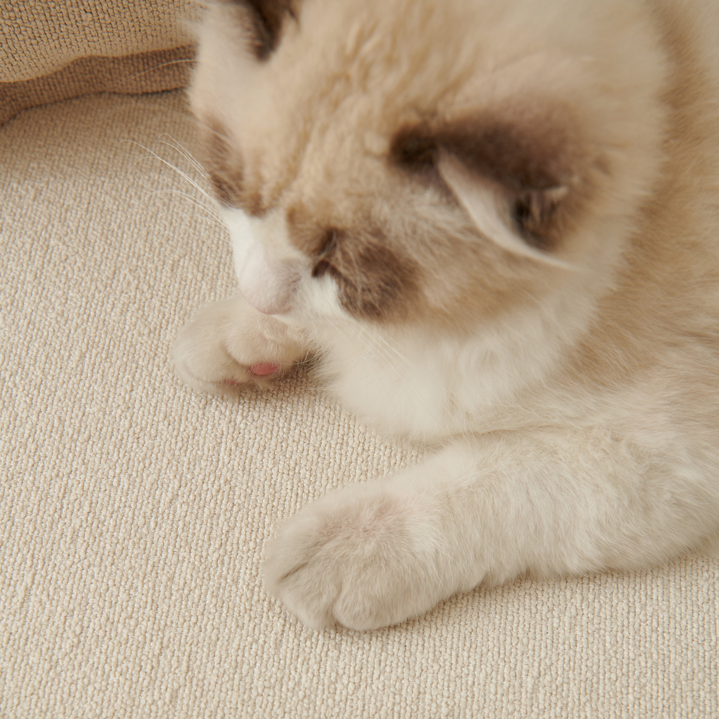 Luxurious Teddy Velvet Solid Sofa Towel - Non-Slip Waterproof Sofa Cover Furniture Protector and Pet Couch Cover