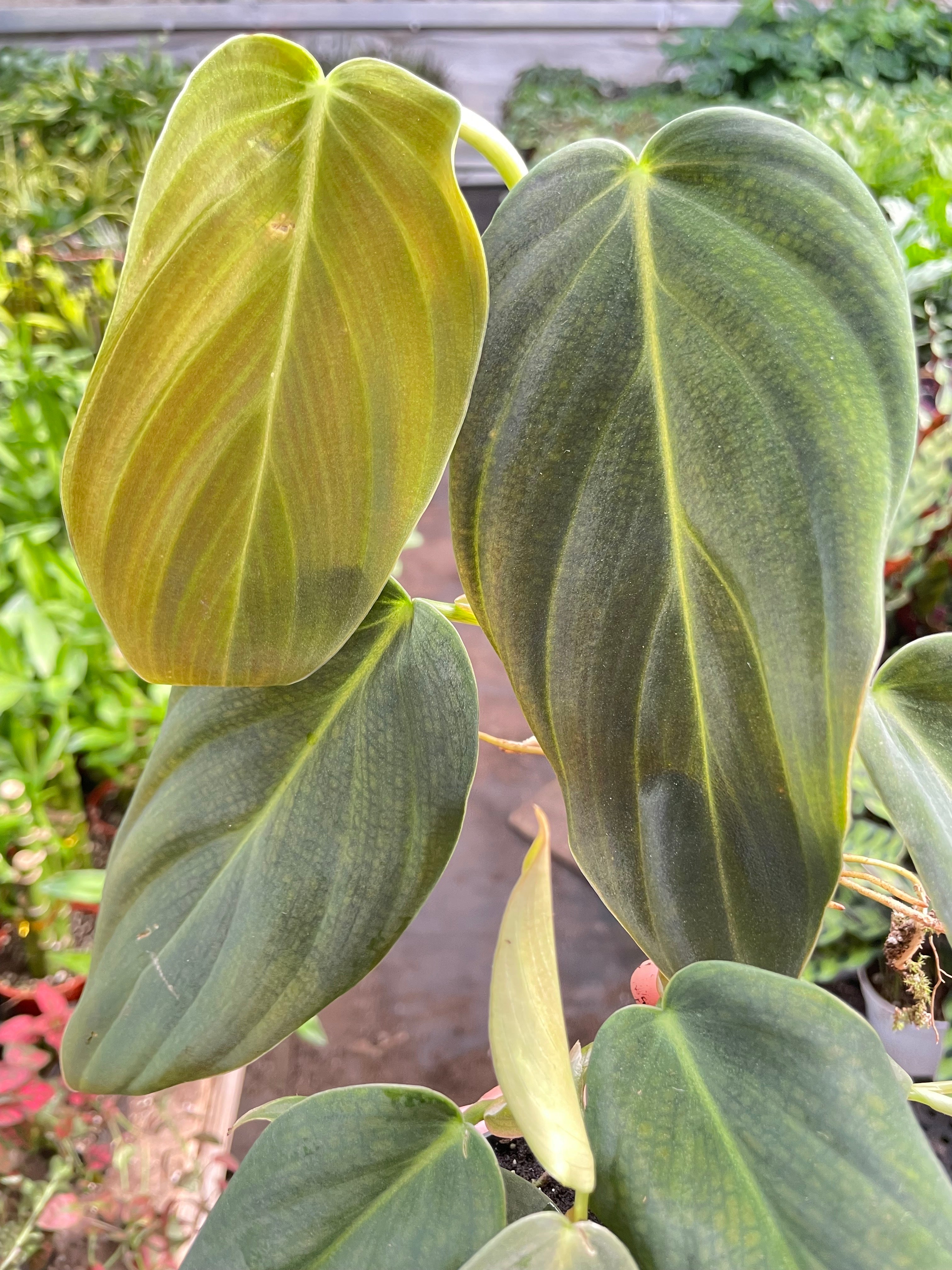 Philodendron Gigas | Giant Velvety Copper-Green Philodendron | House Plant Shop