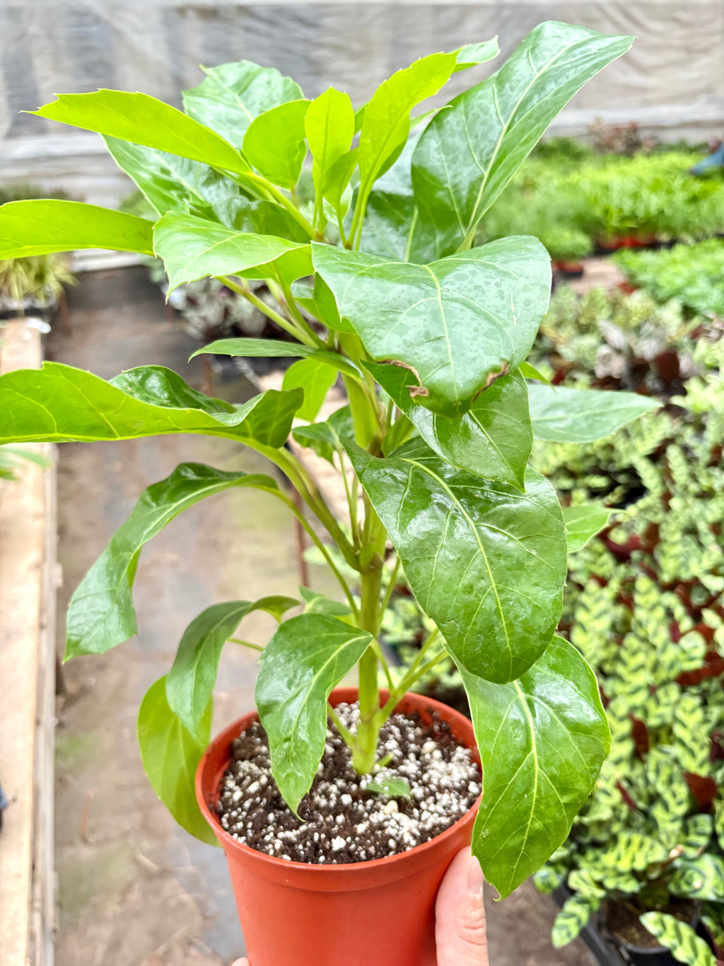 Schefflera Actinophylla